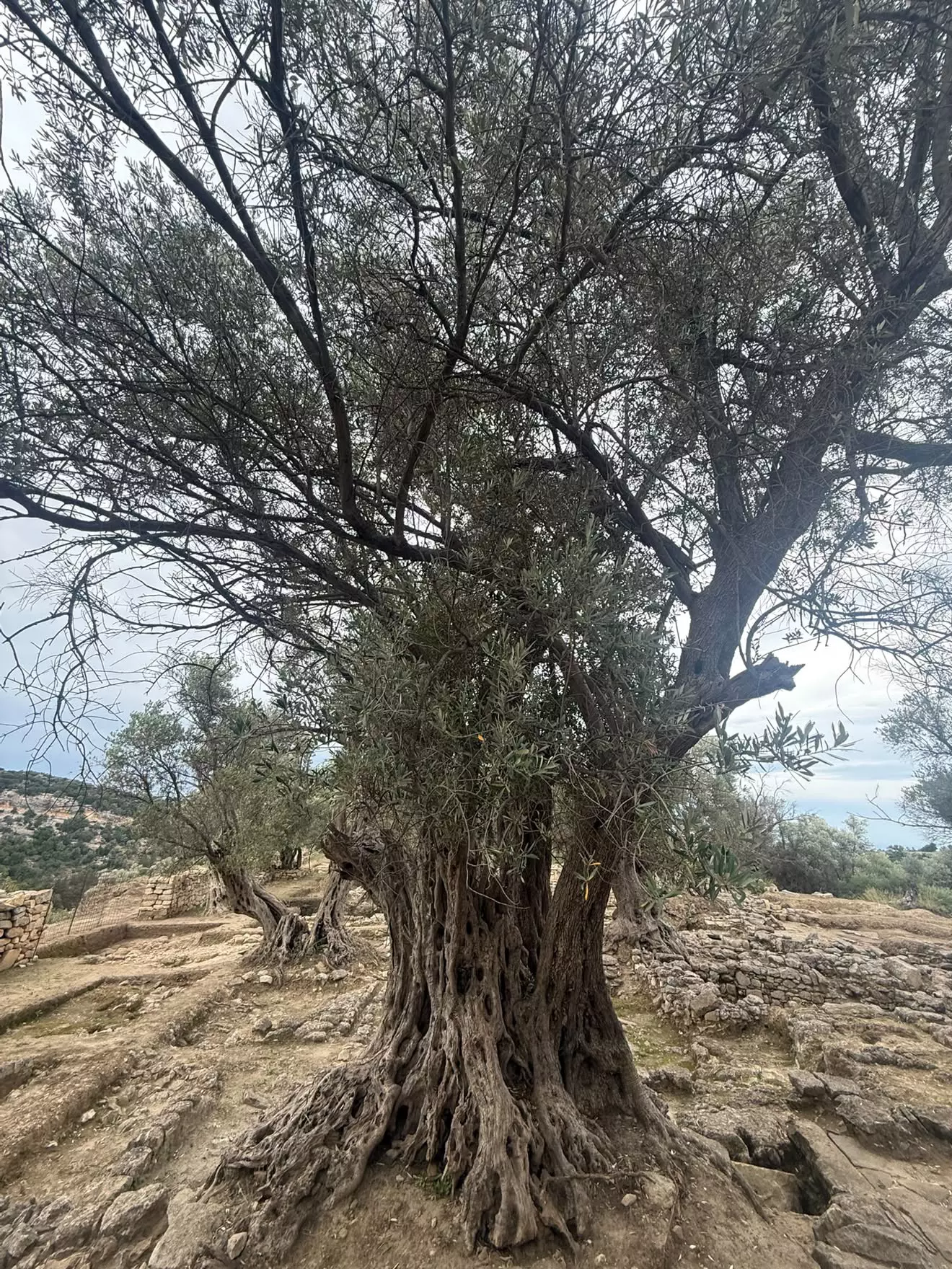 Eleftherna ancient city tour